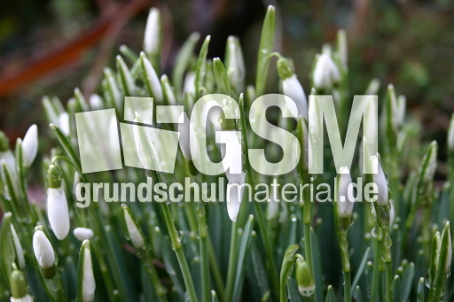 Schneeglöckchen 006.JPG